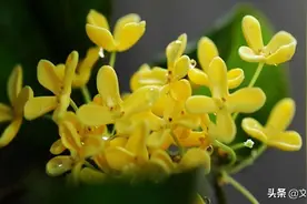 又到桂花飘香季了，李清照的一首《鹧鸪天》，足以惊艳整个秋天图片