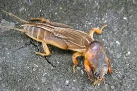 农村“土狗”不是狗，是咬庄稼的害虫，为何进家不能杀要恭送出门图片