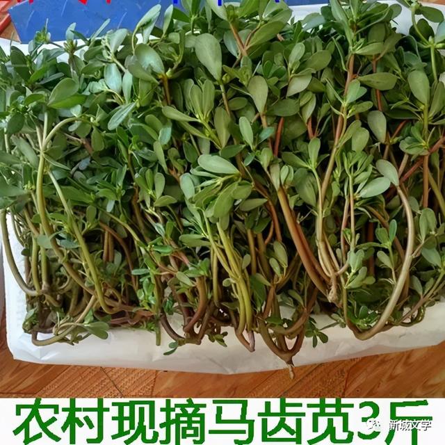 黄玉岚：炸马菜