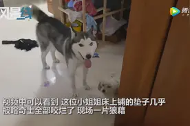 大型拆家现场！哈士奇咬烂床垫主人崩溃嘶吼图片