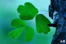 随笔 | 活出真实的自己图片