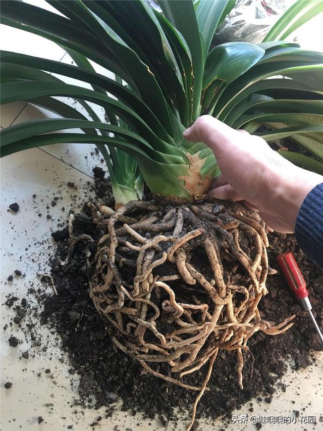 养君子兰、兰花，盆里加3料，白根粗壮，叶片挺拔，开花娇俏