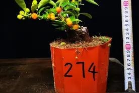 最后一批金豆素材图片