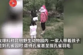 孔雀当场发出惨叫！女子为了拍照好看，一把按住还拔毛……图片