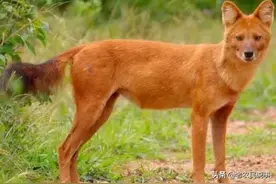 农村俗语：“宁惹黄大仙，不招红毛狗”，为啥？红毛狗是啥动物？图片