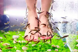 足疗店退役小鱼去哪了？真的是喂脚皮长大之后，被端上餐桌了嘛？图片