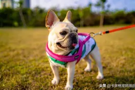 遛狗时，狗狗不拉怎么办？图片