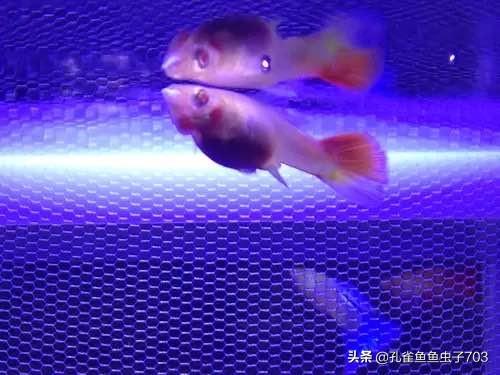 孔雀鱼肚子大鱼鳞立起来