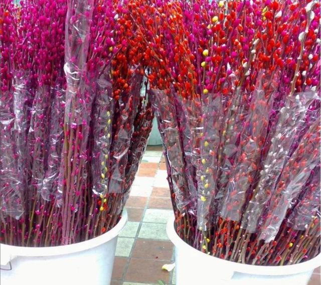 银柳花怎么养（春节快要到了）