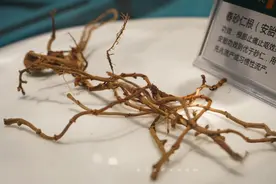 南药之首千年养胃圣品，曾是贡品备受贵族青睐，产地竟在广东小城图片