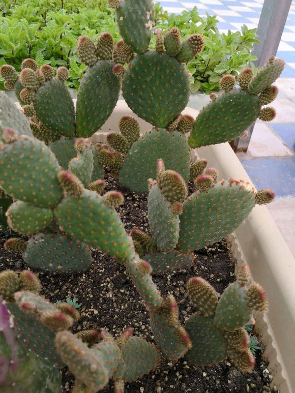 鱼鳞痣开花图片