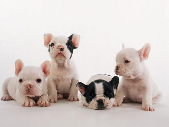 法斗价格多少钱一只 2026年法斗一般价格