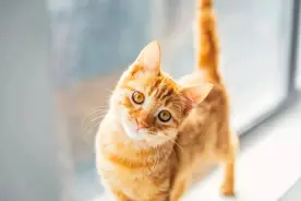猫语翻译器是智商税！铲屎官们千万别上当！等造成伤害就晚了图片