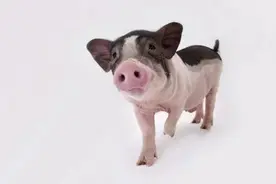 宠物猪变家猪，三年暴长三百斤图片