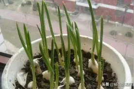 有花友问蒜苗不吃能像盆栽一样一直生长吗？这个问题有意识图片