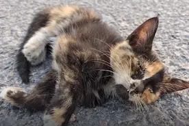 河南：一次次倒下又一次次站起的流浪猫，却始终等不到收留它的人图片