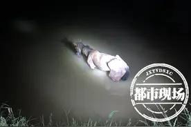 深夜，一匹马掉落水塘 ，他们拼尽全力救它上岸图片