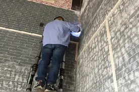 白蚁出现在家里要当心了!后果很严重图片
