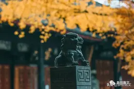 大慈寺是我见过的最罗曼蒂克的寺院，曼陀罗是最不可方物的花树图片