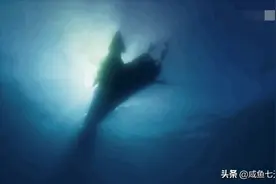 一鲸落，万物生图片