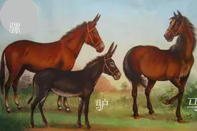 骡子怀孕必死？为什么骡子无法生育？原来是“马和驴”惹的祸图片