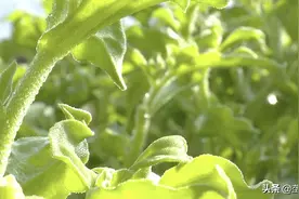 这个菜30块钱一斤！自带小冰珠，最厉害的是它可以无限生长，边摘边长图片
