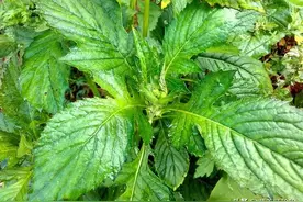 曾经喂猪的野菜，如今成了养生菜，好吃又营养，只是很多人不了解图片