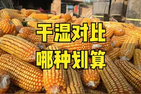 算一笔账：30%水分玉米，晒干到14%，掉秤多少斤？卖哪种划算？图片