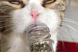 猫咪第一次吸猫薄荷，吸太多后，控制不住自己，直接瘫在墙角图片