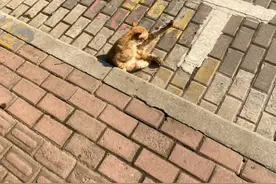 物竞天择适者生存图片
