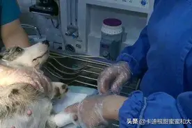 记录卡迪根柯基小甜妞第一次当妈妈：（三）生产，小老八没有呼吸图片