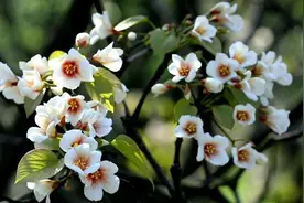油桐花开 来看看你不知道的桐花图片