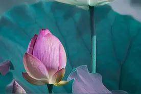 抖音极速版赚取38元 亲试可提现图片