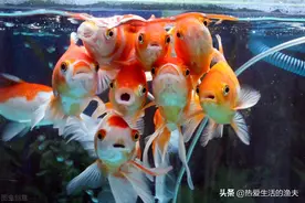 鱼缸开缸养水的正确方法！最全开缸养水攻略，看完你就会弄！图片