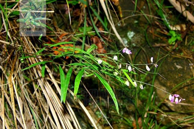 外用:适量,研末酒调敷.【注意】心肾有火,阴虚阳亢者忌服.