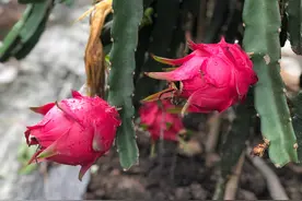 火光村：火龙果销售遇困境图片