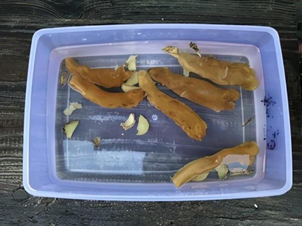 大个花胶怎么切开 2026年大个花胶怎么切开图解 大个花胶怎么切开 2026年大个花胶怎么切开图解