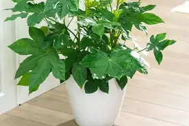 朝东窗台上少不了的18种盆栽植物，开花植物和观叶植物任你选图片