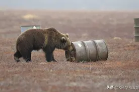 痴迷航空燃料，还抽烟喝酒，动物界的瘾君子们嗨起来连命都不要了图片