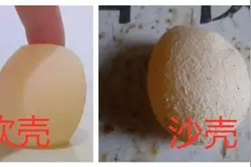 鸡蛋壳软薄易碎、有沙粒不光滑不是缺钙，可能是它造成的！图片