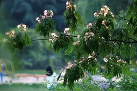 植树节：为爱种下一颗爱的种子图片