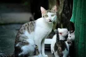 为什么不认识的猫，你叫“猫咪”，或者“咪咪”它会朝你走过来？图片