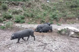 河北黑猪品种简介图片