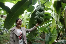 重庆也能种香蕉图片