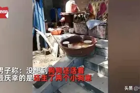全家遭洪灾撤离，狗狗独自坚守7天并生下宝宝等待主人归来图片