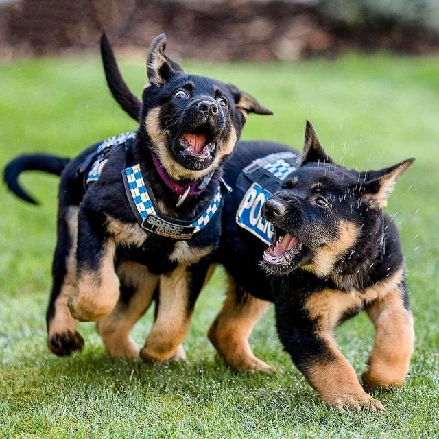 防暴犬多少钱一只幼犬,警犬认养竞价,最高33w!