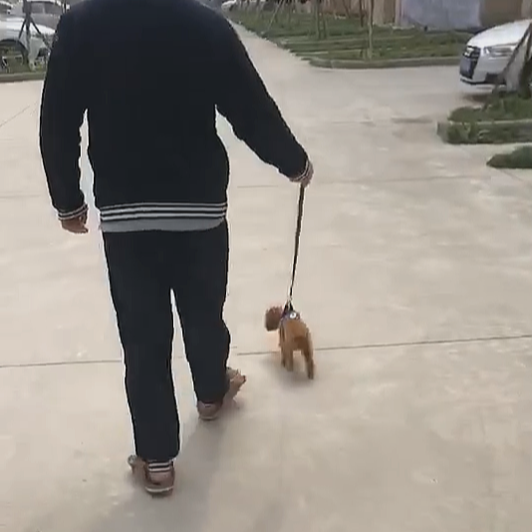 贵宾犬是最适合在城市饲养的狗，但它同样会咬人，不可掉以轻心