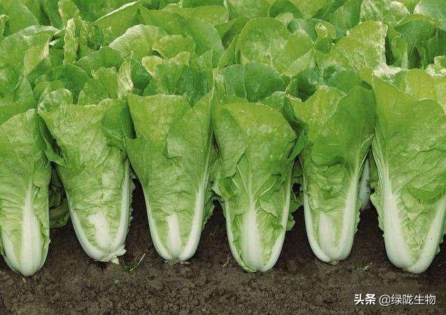 娴疯椈鑲ユ槸涓粈涔堣偉锛熸捣钘昏偉瀵瑰啘涓氱妞嶆湁鍝簺濂藉锛? onerror=