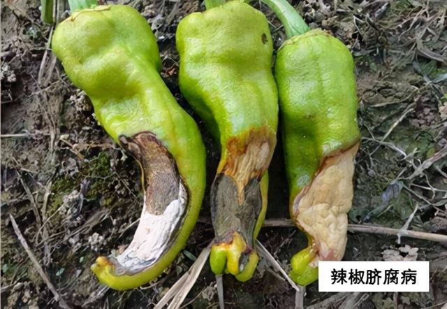 植物必需元素之骨骼元素