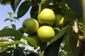 受疫情影响南京部分水果滞销 多部门联合出手了图片